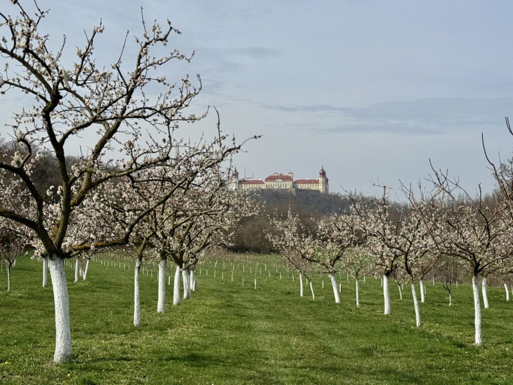 Marillenblüte im Frühling © Murmelz